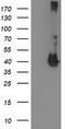Microtubule-associated protein RP/EB family member 2 antibody, LS-C172949, Lifespan Biosciences, Western Blot image 
