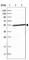 S100P Binding Protein antibody, HPA027328, Atlas Antibodies, Western Blot image 