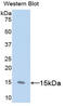 CD59 Molecule (CD59 Blood Group) antibody, LS-C296090, Lifespan Biosciences, Western Blot image 