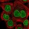 Nucleoporin 153 antibody, NBP1-81723, Novus Biologicals, Immunofluorescence image 