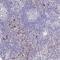 Olfactory receptor 2A4 antibody, NBP2-46848, Novus Biologicals, Immunohistochemistry frozen image 