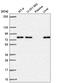 Kelch Like Family Member 29 antibody, HPA057379, Atlas Antibodies, Western Blot image 