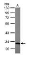 GTPase, IMAP Family Member 5 antibody, GTX119506, GeneTex, Western Blot image 