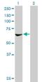 Ribosomal Protein S6 Kinase B2 antibody, H00006199-M08, Novus Biologicals, Western Blot image 