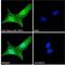 Neuronal Differentiation 4 antibody, 45-954, ProSci, Immunofluorescence image 