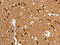 Anaphase Promoting Complex Subunit 4 antibody, CSB-PA135409, Cusabio, Immunohistochemistry frozen image 