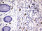 Coagulation Factor XIII A Chain antibody, LS-C788748, Lifespan Biosciences, Immunohistochemistry frozen image 