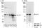 UFM1 Specific Ligase 1 antibody, NBP1-79039, Novus Biologicals, Western Blot image 
