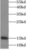 Non-A beta component of AD amyloid antibody, FNab00345, FineTest, Western Blot image 