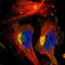 Epidermal Growth Factor Receptor Pathway Substrate 8 antibody, HPA003897, Atlas Antibodies, Immunocytochemistry image 