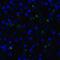 Lymphocyte Activating 3 antibody, SD8842, ProSci, Immunofluorescence image 