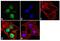 Orthodenticle Homeobox 2 antibody, 701948, Invitrogen Antibodies, Immunofluorescence image 