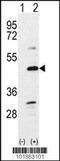 Bone Morphogenetic Protein 7 antibody, 59-010, ProSci, Western Blot image 