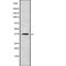 Olfactory Receptor Family 5 Subfamily R Member 1 (Gene/Pseudogene) antibody, PA5-67768, Invitrogen Antibodies, Western Blot image 