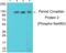 Period Circadian Regulator 2 antibody, GTX55438, GeneTex, Western Blot image 