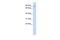 T-Box 2 antibody, PA5-40713, Invitrogen Antibodies, Western Blot image 