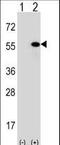 DnaJ Heat Shock Protein Family (Hsp40) Member A1 antibody, LS-C167460, Lifespan Biosciences, Western Blot image 