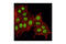Aryl Hydrocarbon Receptor Nuclear Translocator antibody, 3718S, Cell Signaling Technology, Immunofluorescence image 