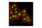 Aryl hydrocarbon receptor nuclear translocator antibody, 3718S, Cell Signaling Technology, Immunofluorescence image 