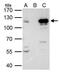 Signal Transducer And Activator Of Transcription 2 antibody, PA5-34683, Invitrogen Antibodies, Immunoprecipitation image 