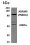 ADAM Metallopeptidase Domain 9 antibody, GTX52531, GeneTex, Western Blot image 