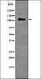 Oligodendrocyte Transcription Factor 1 antibody, orb337260, Biorbyt, Western Blot image 