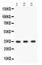 Cathepsin G antibody, PB10053, Boster Biological Technology, Western Blot image 