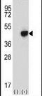 Required For Meiotic Nuclear Division 5 Homolog B antibody, PA5-12399, Invitrogen Antibodies, Western Blot image 