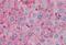 Apolipoprotein A1 antibody, MBS242412, MyBioSource, Immunohistochemistry paraffin image 