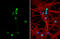 TN-R antibody, GTX118246, GeneTex, Immunofluorescence image 