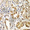 Rac Family Small GTPase 1 antibody, A7720, ABclonal Technology, Immunohistochemistry paraffin image 