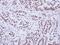 WT1 Associated Protein antibody, NBP1-31777, Novus Biologicals, Immunohistochemistry frozen image 