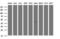 Transmembrane Protein 173 antibody, M01871-2, Boster Biological Technology, Western Blot image 