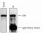 Nuclear Receptor Subfamily 3 Group C Member 1 antibody, 49-1026, Invitrogen Antibodies, Immunoprecipitation image 