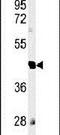 Reticulon 4 Receptor Like 1 antibody, PA5-25189, Invitrogen Antibodies, Western Blot image 