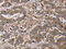 Four And A Half LIM Domains 1 antibody, CSB-PA295162, Cusabio, Immunohistochemistry frozen image 
