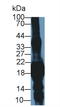 Crystallin Gamma S antibody, LS-C374845, Lifespan Biosciences, Western Blot image 