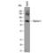 Glypican 3 antibody, PA5-47256, Invitrogen Antibodies, Western Blot image 