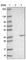 Translin-associated protein X antibody, HPA031055, Atlas Antibodies, Western Blot image 