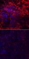 Laminin subunit alpha-4 antibody, AF7340, R&D Systems, Immunocytochemistry image 