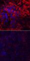 Laminin subunit alpha-4 antibody, AF7340, R&D Systems, Immunocytochemistry image 