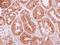 Tripartite Motif Containing 25 antibody, LS-C155453, Lifespan Biosciences, Immunohistochemistry frozen image 