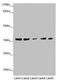 Methylenetetrahydrofolate Dehydrogenase (NADP+ Dependent) 2, Methenyltetrahydrofolate Cyclohydrolase antibody, LS-C676089, Lifespan Biosciences, Western Blot image 