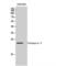 Cathepsin G antibody, LS-C382468, Lifespan Biosciences, Western Blot image 