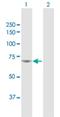 NPL4 Homolog, Ubiquitin Recognition Factor antibody, H00055666-D01P, Novus Biologicals, Western Blot image 