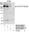 General Transcription Factor IIIC Subunit 1 antibody, NB100-60656, Novus Biologicals, Immunoprecipitation image 