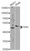 Sonic Hedgehog Signaling Molecule antibody, A7726, ABclonal Technology, Western Blot image 