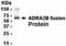 Adrenoceptor Alpha 1B antibody, NB120-15851, Novus Biologicals, Western Blot image 