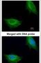 AarF Domain Containing Kinase 1 antibody, PA5-22170, Invitrogen Antibodies, Immunofluorescence image 