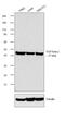 Transforming Growth Factor Beta 2 antibody, 710276, Invitrogen Antibodies, Western Blot image 